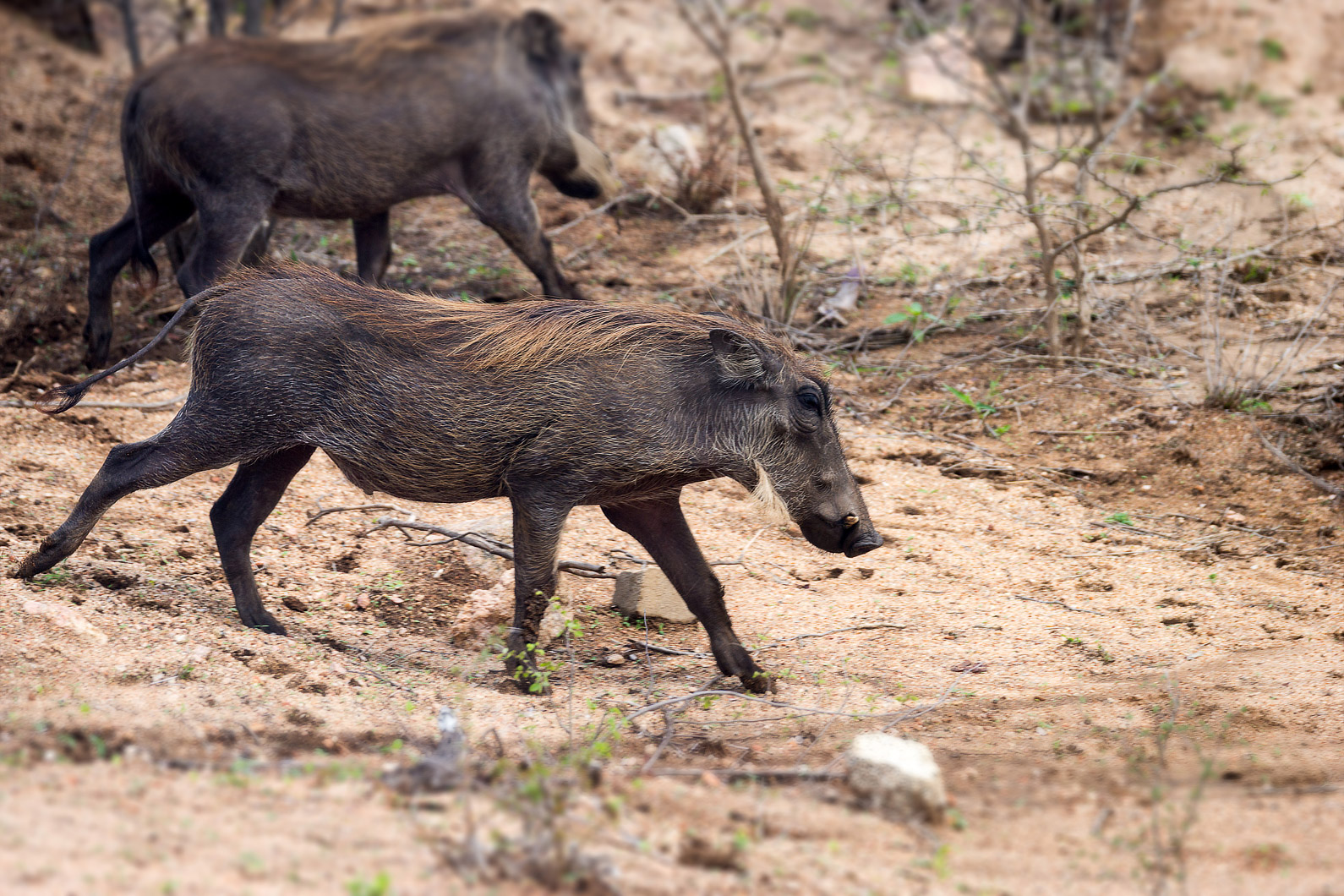 20161112 100454 Warzenschweine